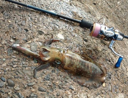 エギング絶好調継続！